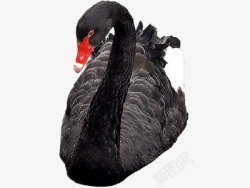 天鹅实物素材黑色天鹅高清图片