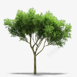 绿色树干绿色大树树木高清图片