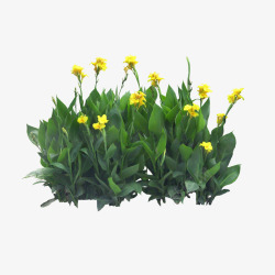 花丛装饰绿色植物高清图片