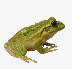 户外摄影绿色青蛙高清图片