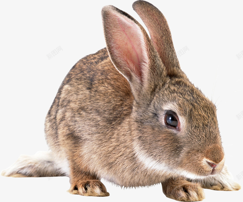 兔子png免抠素材_新图网 https://ixintu.com q版兔子 兔子 动物 可爱的小棕兔兔 棕色的兔子