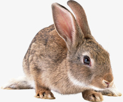 棕色兔子兔子高清图片