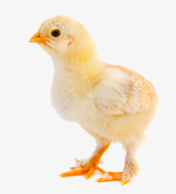 小鸡扛鸡蛋动物特写高清图片