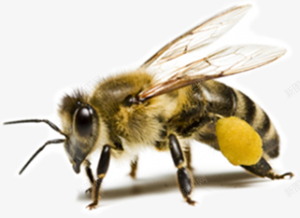 绒毛蜜蜂png免抠素材_新图网 https://ixintu.com 小蜜蜂 蜂类 蜂蜜 透明翅膀 黄色 黄色蜜蜂