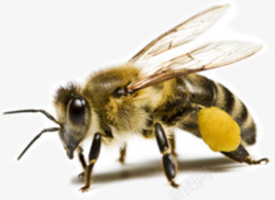 蜜蜂的翅膀绒毛蜜蜂高清图片