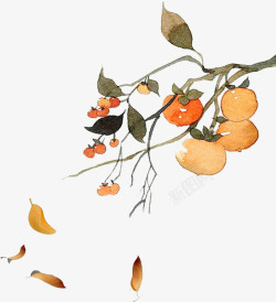 秋分时节二十四节气秋分时节吃柿子高清图片