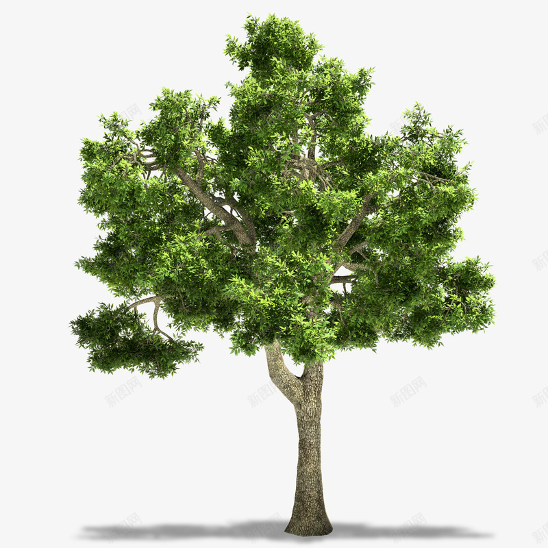 绿色树林png免抠素材_新图网 https://ixintu.com 大树 树木 植物 绿色大树 绿色植被 苍天大树