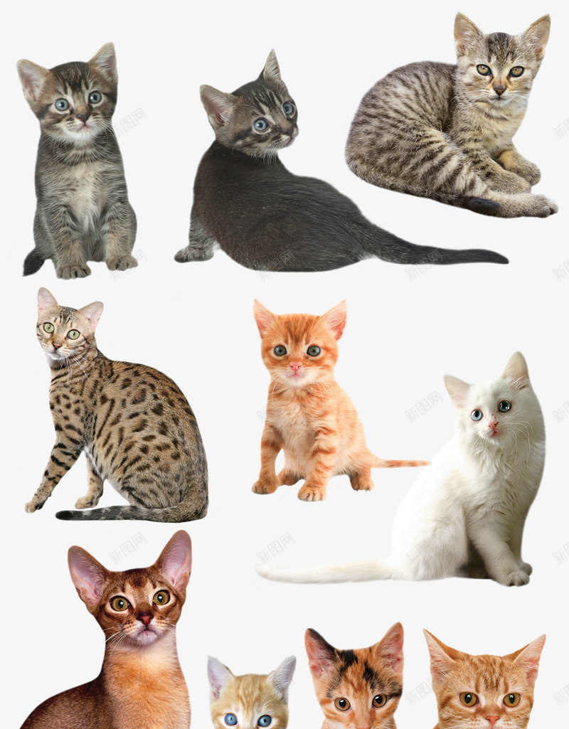 手绘动物动物各种猫png免抠素材_新图网 https://ixintu.com 动物 动物剪影 动物矢量图 卡通 卡通动物图片 猫 猫咪