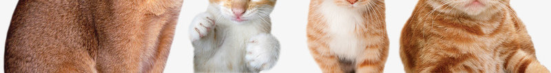 手绘动物动物各种猫png免抠素材_新图网 https://ixintu.com 动物 动物剪影 动物矢量图 卡通 卡通动物图片 猫 猫咪