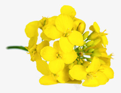 春天黄色鲜花油菜花开油菜花微距高清图片