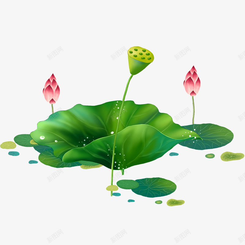 植物荷叶荷花png免抠素材_新图网 https://ixintu.com 万物复苏 春天 植物 海报装饰 绿色 花朵 荷花