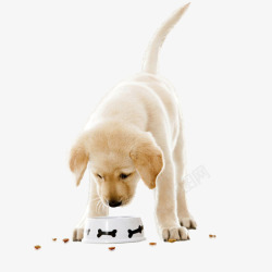 狗吃可爱小狗吃狗粮实物图高清图片