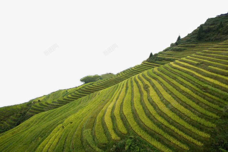 西龙脊梯田风景png免抠素材_新图网 https://ixintu.com 广西 旅游 景点 梯田 风景