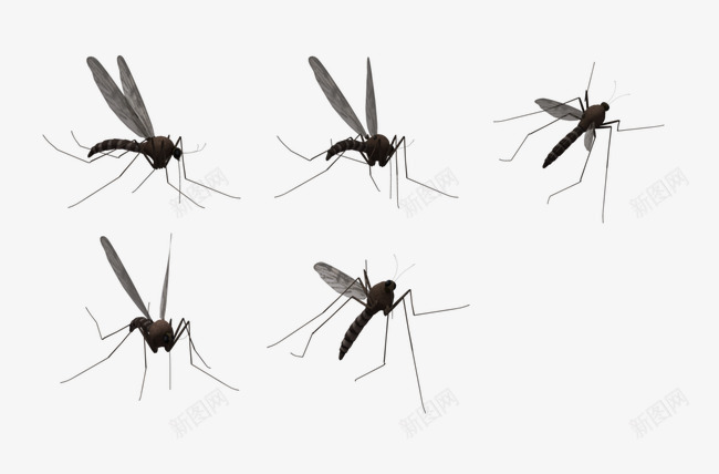 蚊子png免抠素材_新图网 https://ixintu.com 吸血 害虫 小飞虫 夏季 痒 黑色蚊子