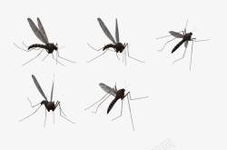 黑色蚊子蚊子高清图片