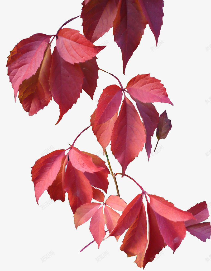 垂落的红叶png免抠素材_新图网 https://ixintu.com 树叶 植物 秋天 红色