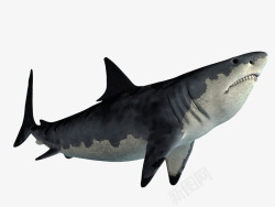 大白鲨大白鲨高清图片