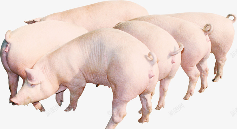 年末猪肉促销白色农家土猪宣传单png设计背景_新图网 https://ixintu.com 农家土猪 猪肉 猪肉打折 猪饲料打折 白色家猪