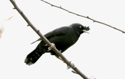 行走的鸟黑色的鸟类高清图片