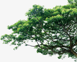 绿轮廓树树高清图片