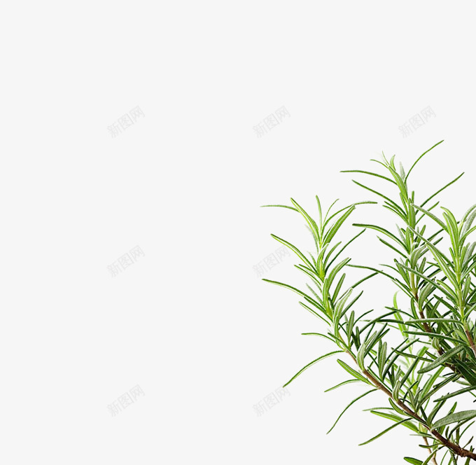 右下角绿色植物png免抠素材_新图网 https://ixintu.com png素材 右下角 植物 绿色