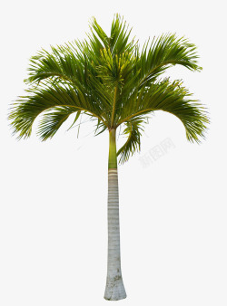 绿色漂亮椰子树素材