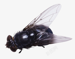 死苍蝇苍蝇动物昆虫高清图片