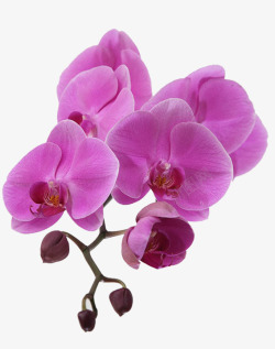 紫色花枝紫色兰花高清图片