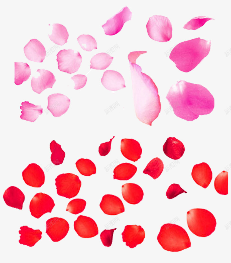 两色玫瑰花瓣psd免抠素材_新图网 https://ixintu.com 两色玫瑰花瓣图片素材免费下载 植物 漂浮 漂浮素材 玫瑰花 花朵 花瓣 鲜花