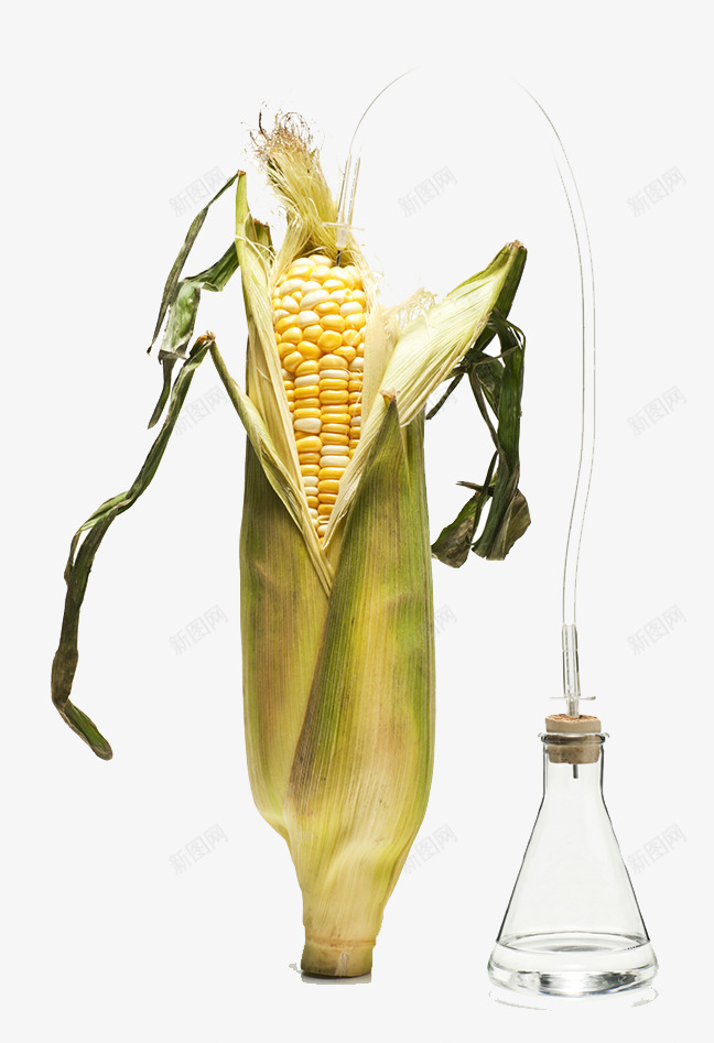 农业生物技术psd免抠素材_新图网 https://ixintu.com 注射 玉米 生物技术 输液