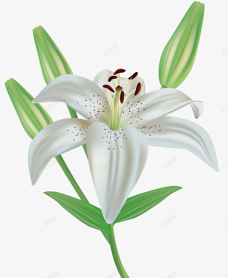 一株百合花png免抠素材_新图网 https://ixintu.com 图案设计 白色花朵 百合花 花