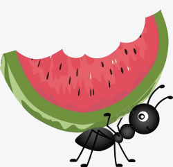 吃力的蚂蚁背西瓜高清图片