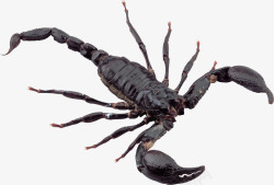 外星生物免扣PNG图沙漠蝎子高清图片