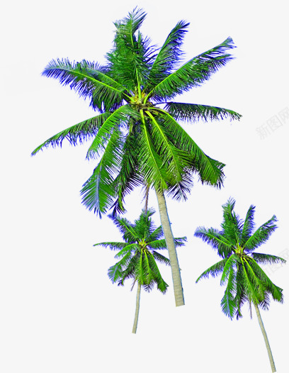 绿色植物沙滩棕树png免抠素材_新图网 https://ixintu.com 棕树 沙滩 绿色植物