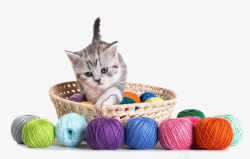 猫和毛线竹篮里的猫咪线球高清图片