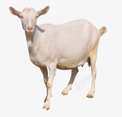 家禽家畜草地上的羊高清图片