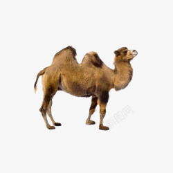 创意骆驼沙漠骆驼高清图片