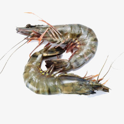 厄瓜多尔海鲜厄瓜多尔白虾高清图片