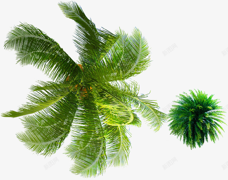 沙滩海报椰子树植物png免抠素材_新图网 https://ixintu.com 植物 椰子树 沙滩 海报