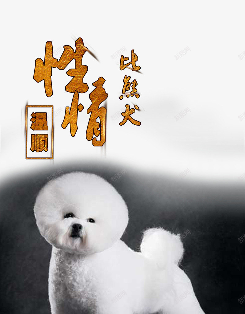 宠物广告png免抠素材_新图网 https://ixintu.com 宠物广告 宠物文化 宠物海报 性情 比熊 比熊卡通 比熊犬 比熊狗 温顺 艺术字