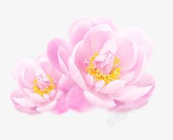 粉色的牡丹花清新唯美牡丹花高清图片