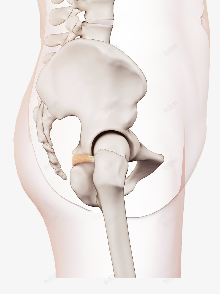 侧面立体骨盆3D图png免抠素材_新图网 https://ixintu.com 关节 医学 尾骨 骨 骨头 骨盆 髋骨