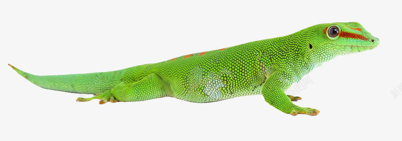 绿色变色龙png免抠素材_新图网 https://ixintu.com 变色龙 热带雨林 爬行 蜥蜴