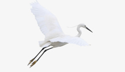 动物鸟非洲飞翔的白鹭高清图片