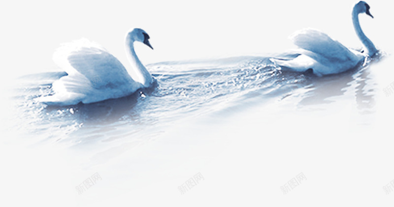 湖里的白天鹅png免抠素材_新图网 https://ixintu.com 清湖 白天鹅 一对鹅 情侣鹅 游泳
