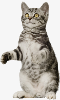 猫咪花纹花纹猫咪高清图片
