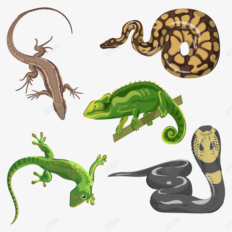 热带动物png免抠素材_新图网 https://ixintu.com 动物 壁虎 热带动物 蛇 蜥蜴