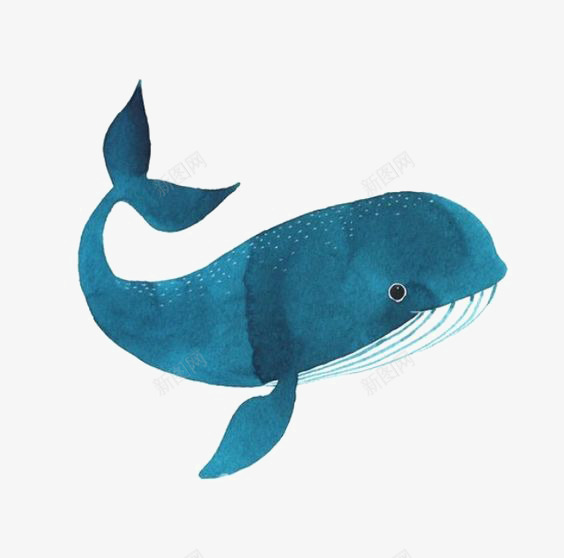 鲸鱼png免抠素材_新图网 https://ixintu.com 动物 卡通 手绘 海洋 蓝鲸 鲸鱼插图