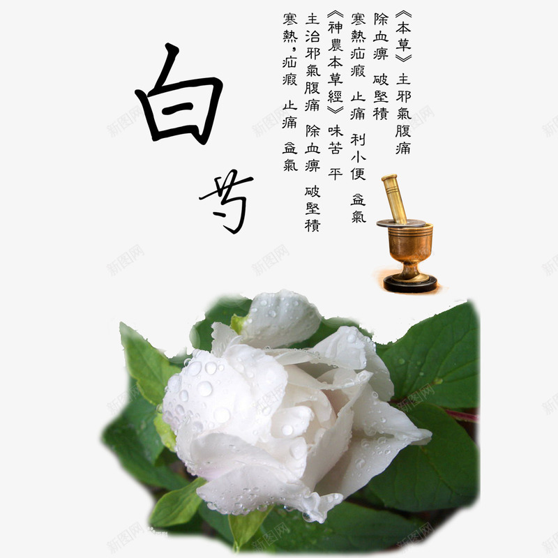 白芍花免费psd免抠素材_新图网 https://ixintu.com 免扣图片 免费 免费图片 白芍 白芍花