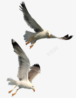 飞翔海鸥飞翔的海鸥高清图片